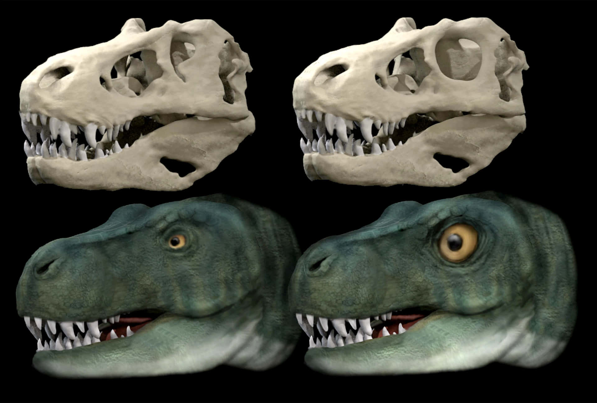 T-rex Skulls - 3d Model Preview