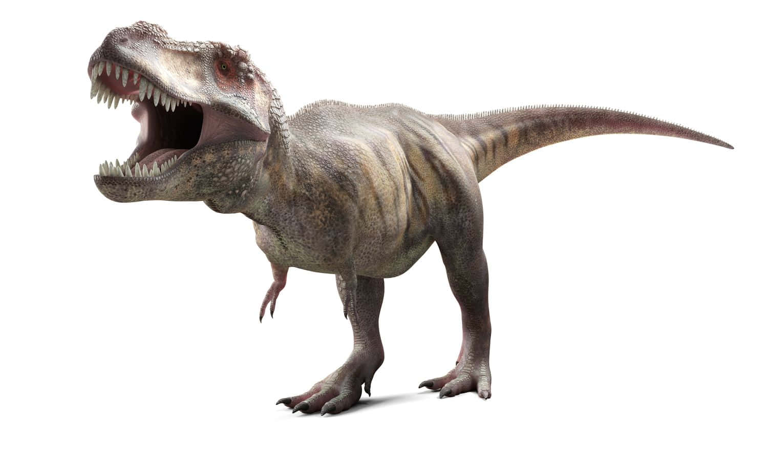 A T - Rex Dinosaur With Its Mouth Open