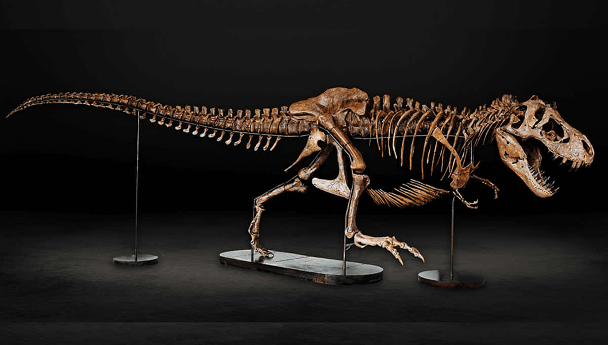 A T - Rex Skeleton On Display In A Dark Room