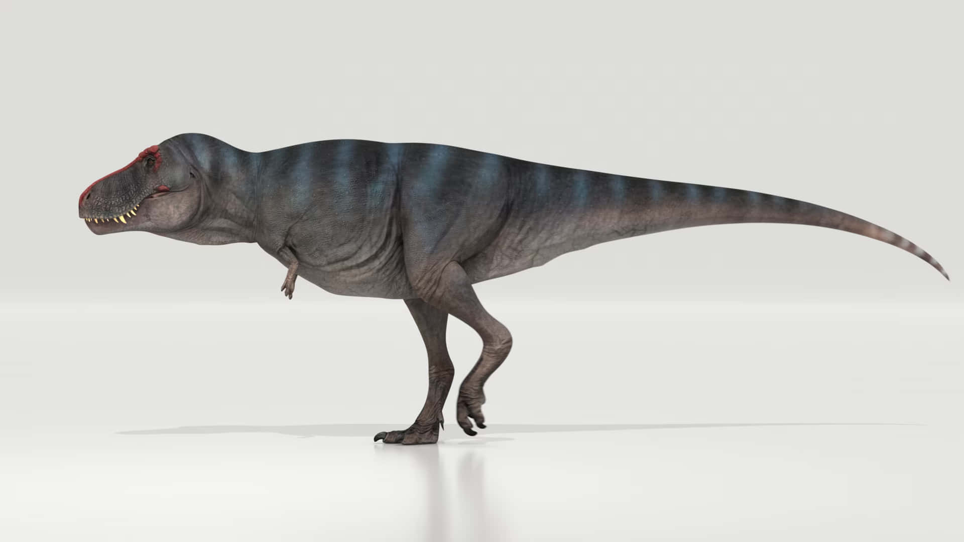 T-rex Billeder 1960 X 1103