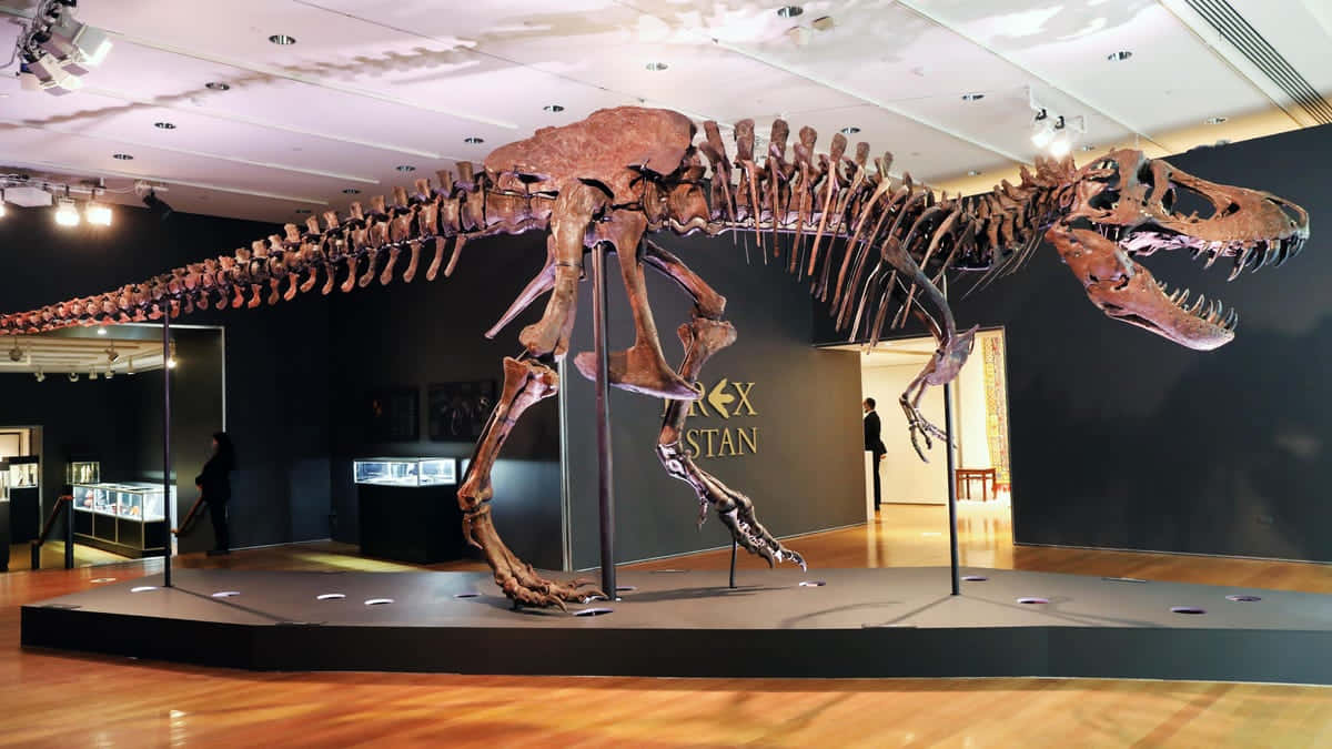 Unoscheletro Di T-rex È Esposto In Un Museo.