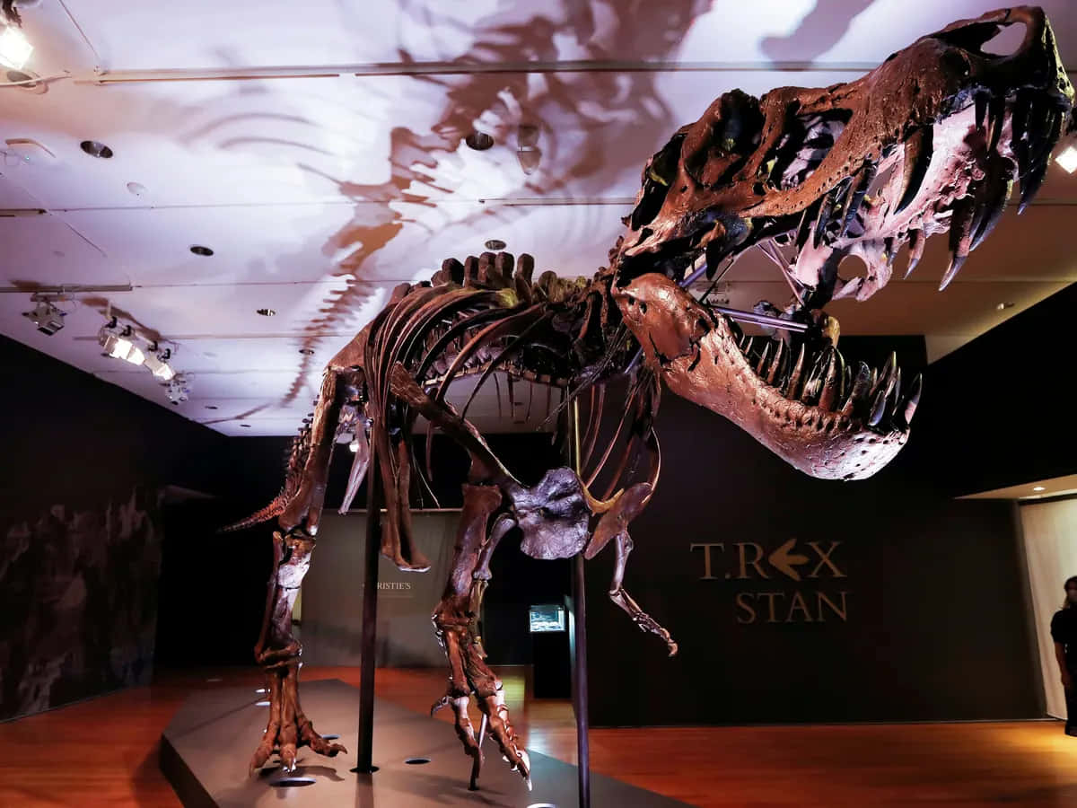 Eint-rex-skelett Wird In Einem Museum Ausgestellt.