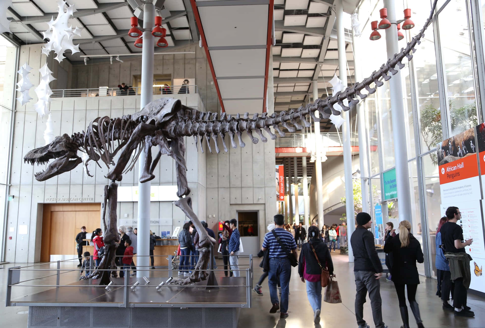 T Rex Skeleton Exhibit California Academy Of Sciences Wallpaper