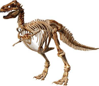 T Rex Skeleton Exhibit PNG