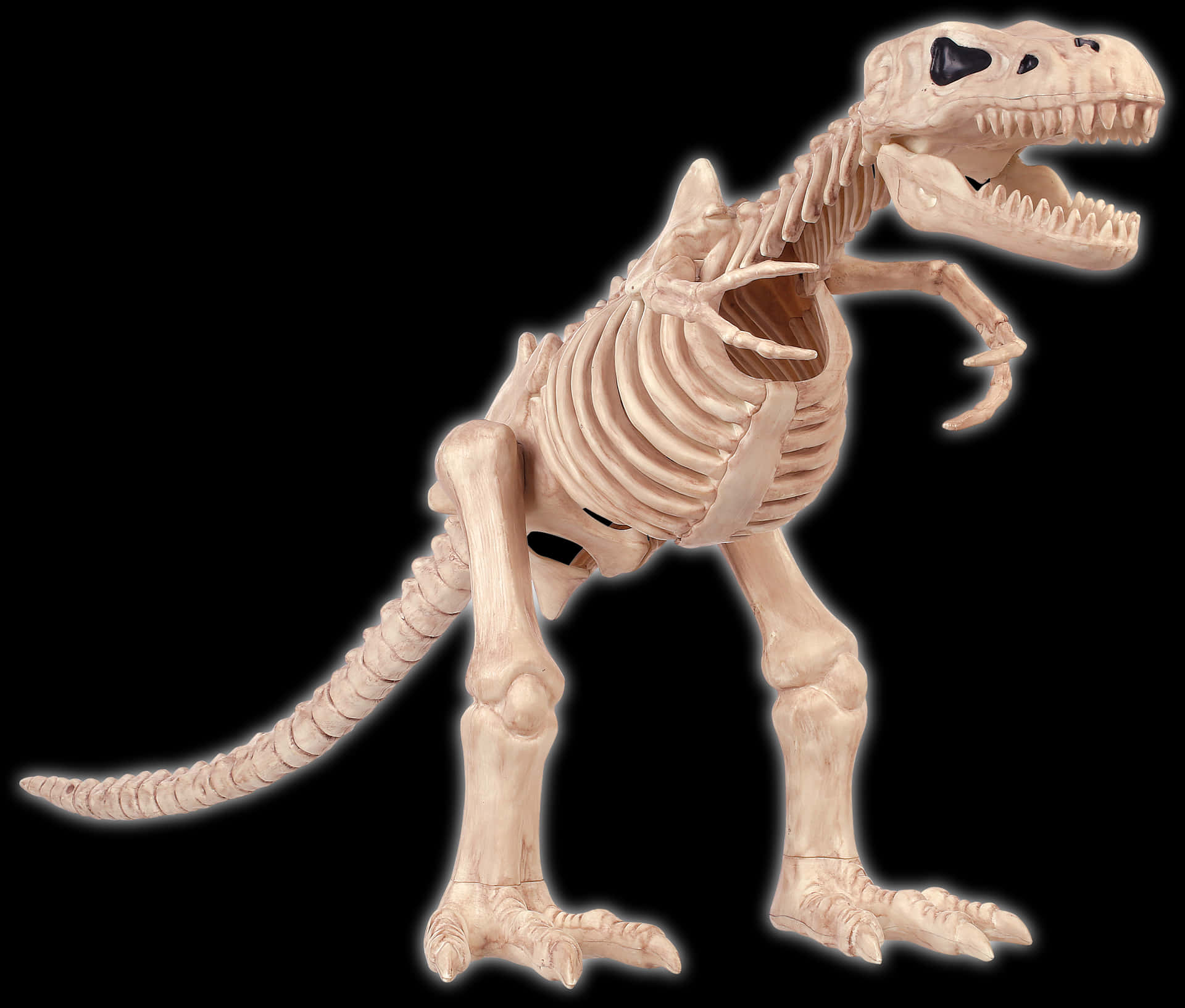 T Rex Skeleton Illustration PNG