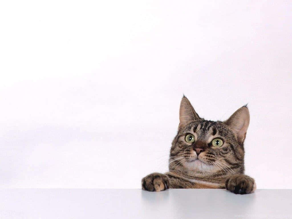 Beautiful tabby cat posing for the camera Wallpaper
