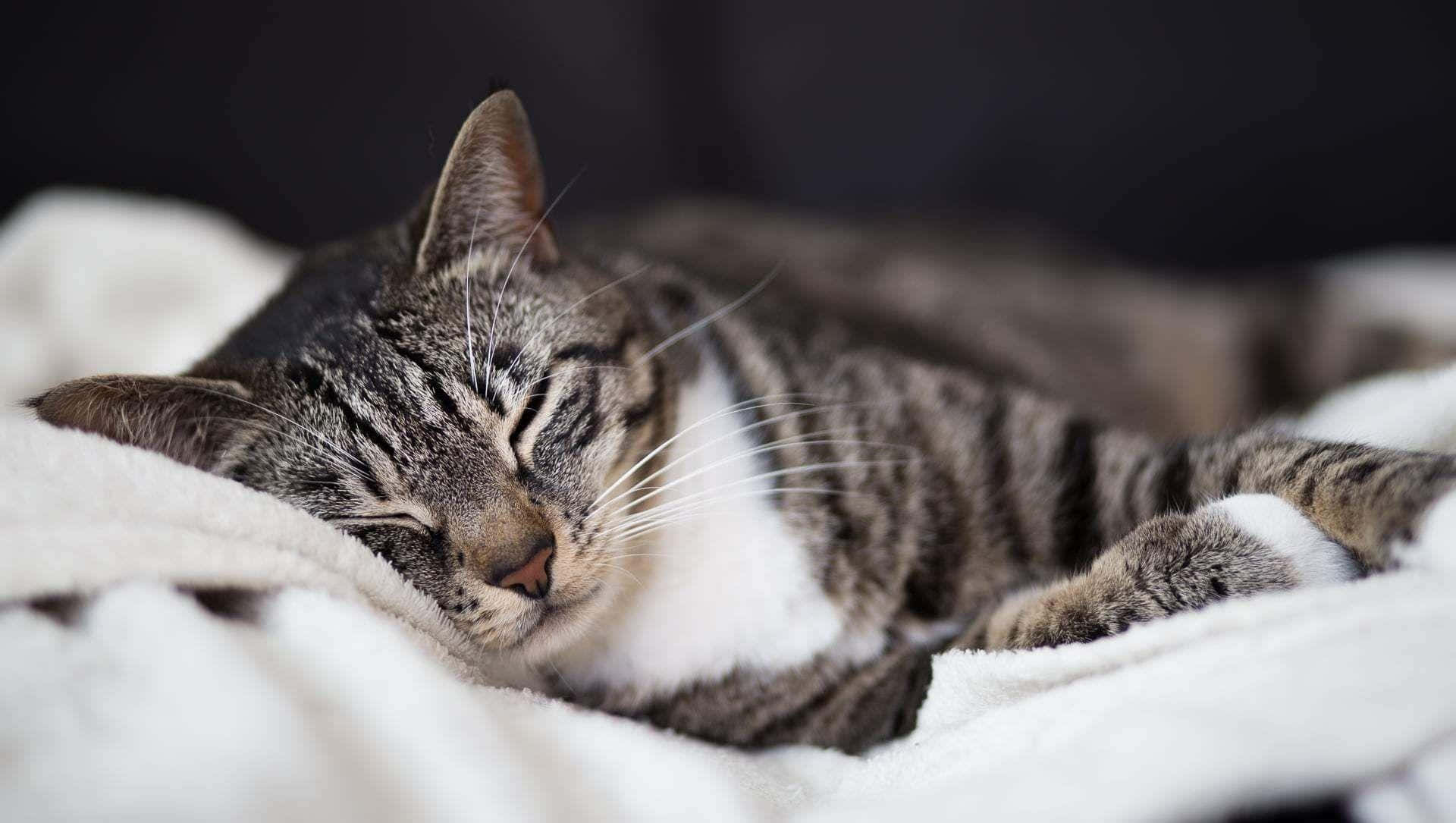 A beautiful tabby cat basking in the warm sunlight Wallpaper