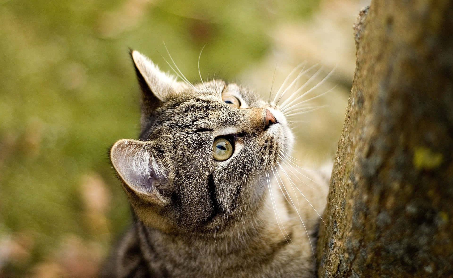 Adorable Tabby Cat Lounging at Home Wallpaper