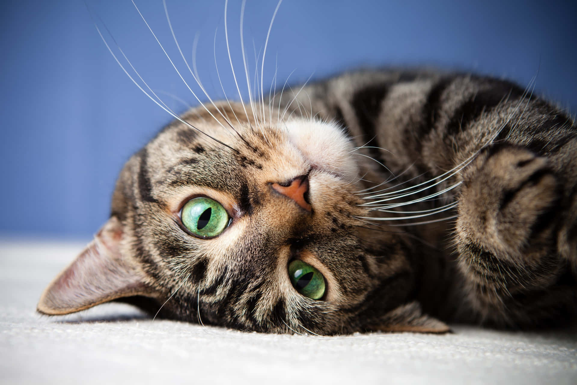 Adorable Tabby Cat Relaxing on the Grass Wallpaper