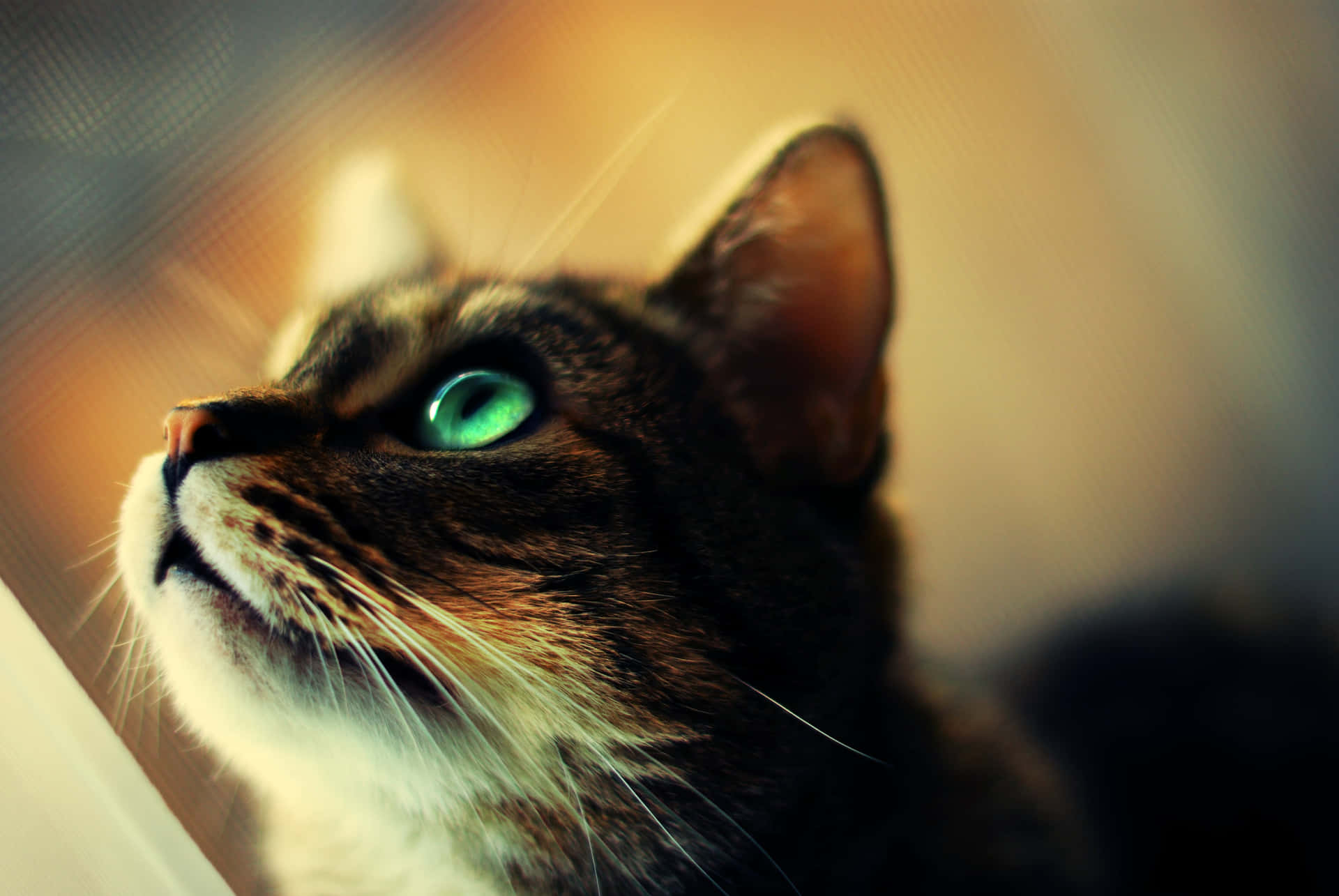 Stunning close-up of a Tabby Cat with bright green eyes and beautiful striped fur Wallpaper