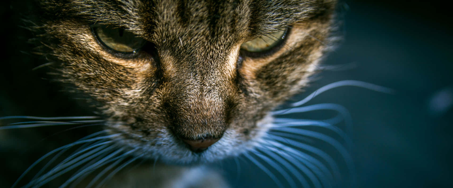 Adorable Tabby Cat Relaxing on a Sofa Wallpaper