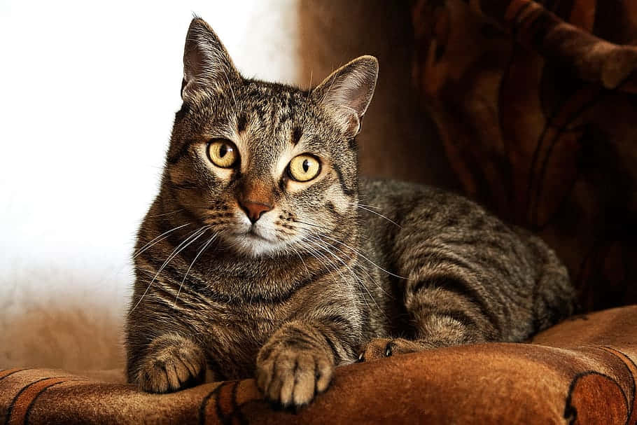 30+ Free Silver Tabby & Cat Images - Pixabay