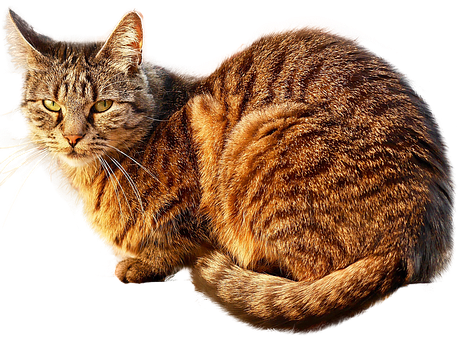 Tabby Cat Black Background PNG