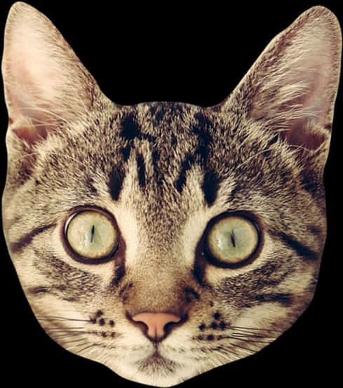 Tabby Cat Closeup Portrait.jpg PNG