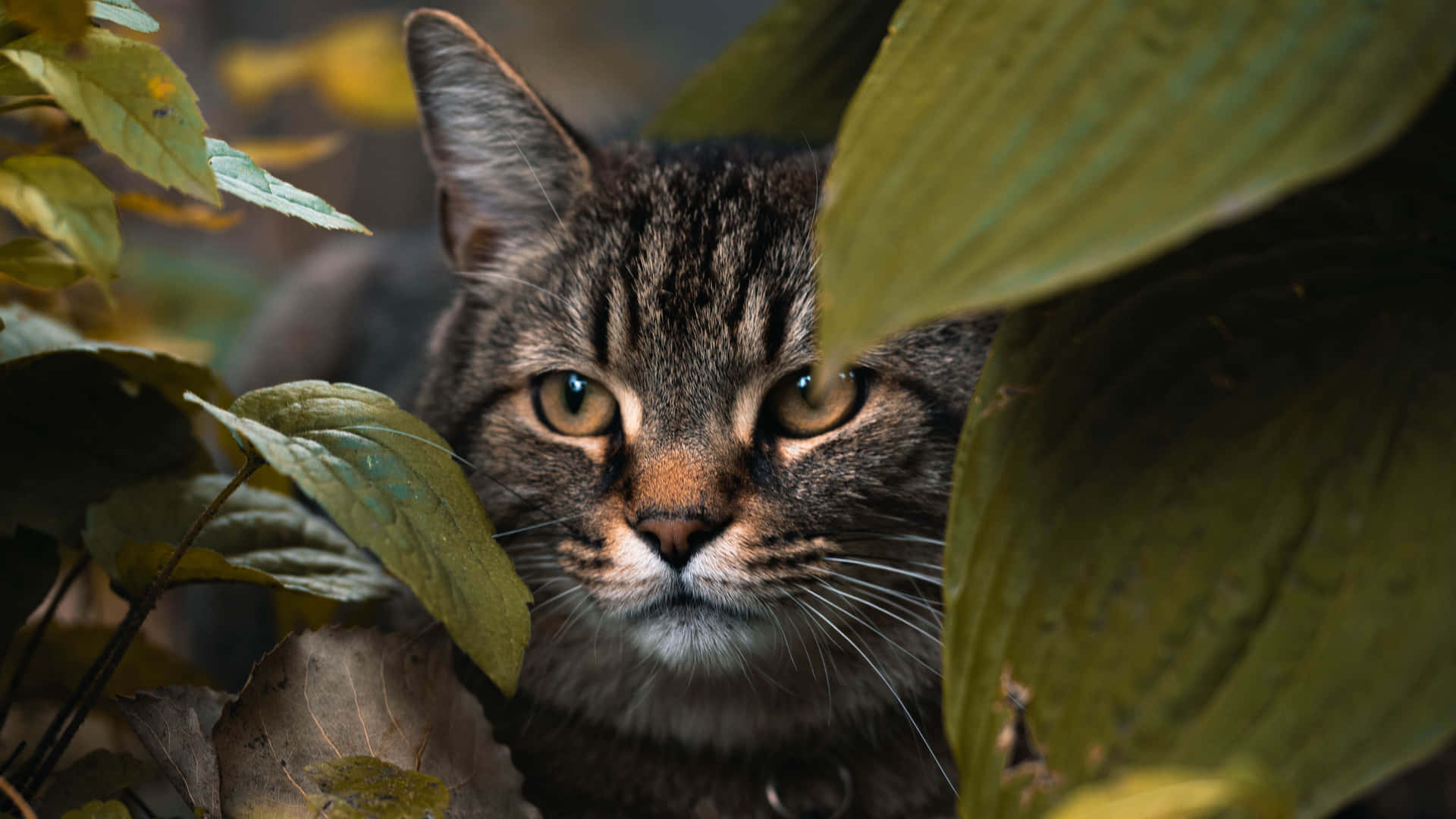 Tabby Cat Peeking Through Leaves4 K Wallpaper