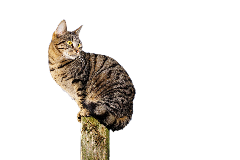 Tabby Cat Perchedon Post PNG