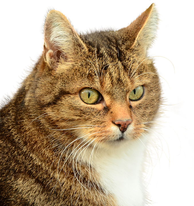 Tabby Cat Portrait Image PNG