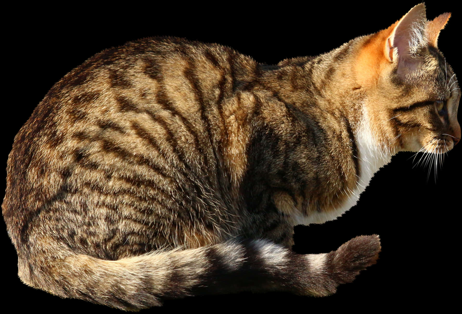 Tabby Cat Side View Black Background PNG