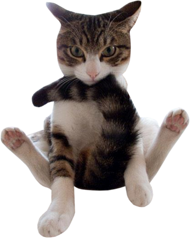 Tabby Cat Sitting Funny Pose PNG