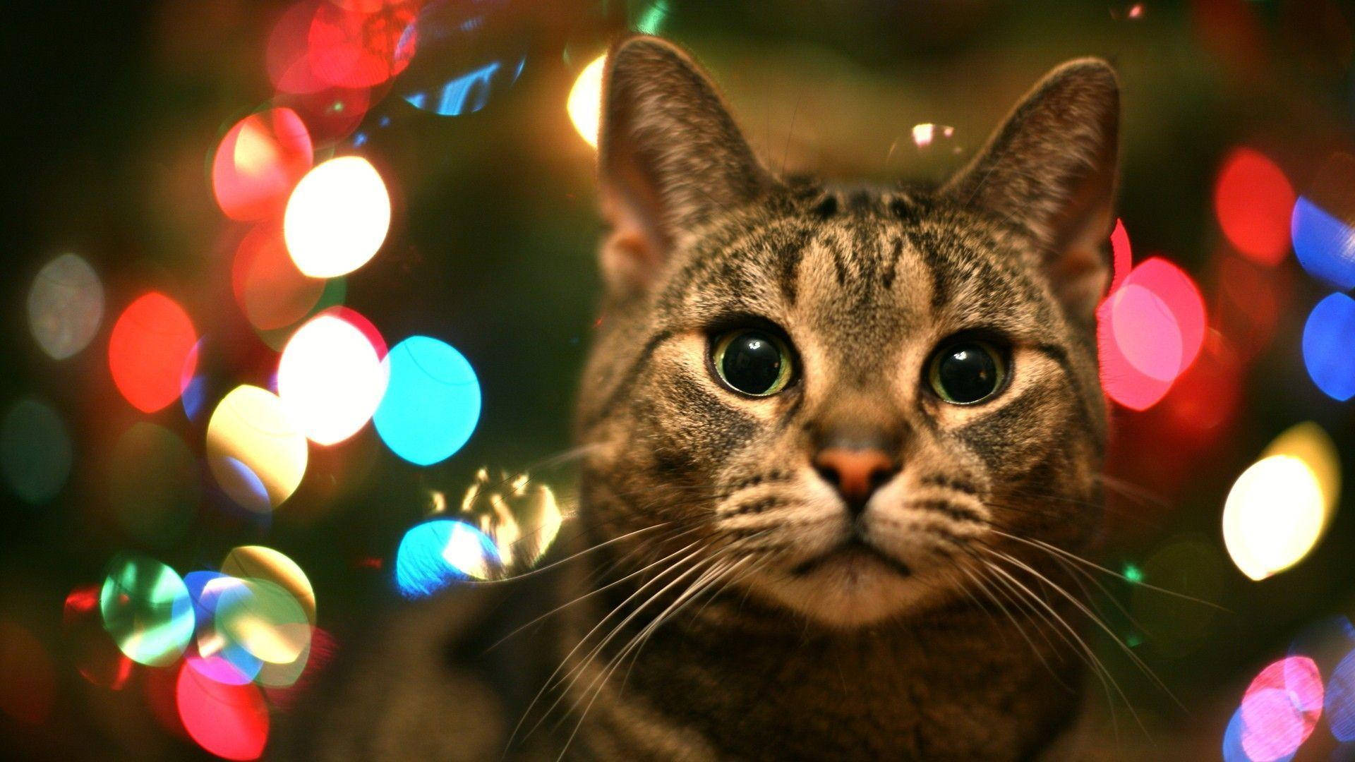 Tabby Cat With Hd Light Wallpaper