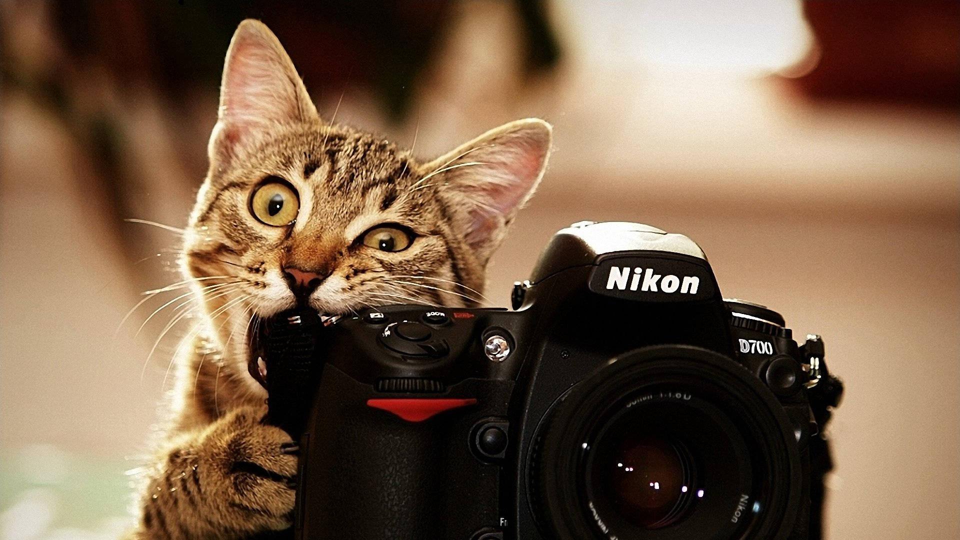 A curious tabby cat with a Nikon camera. Wallpaper