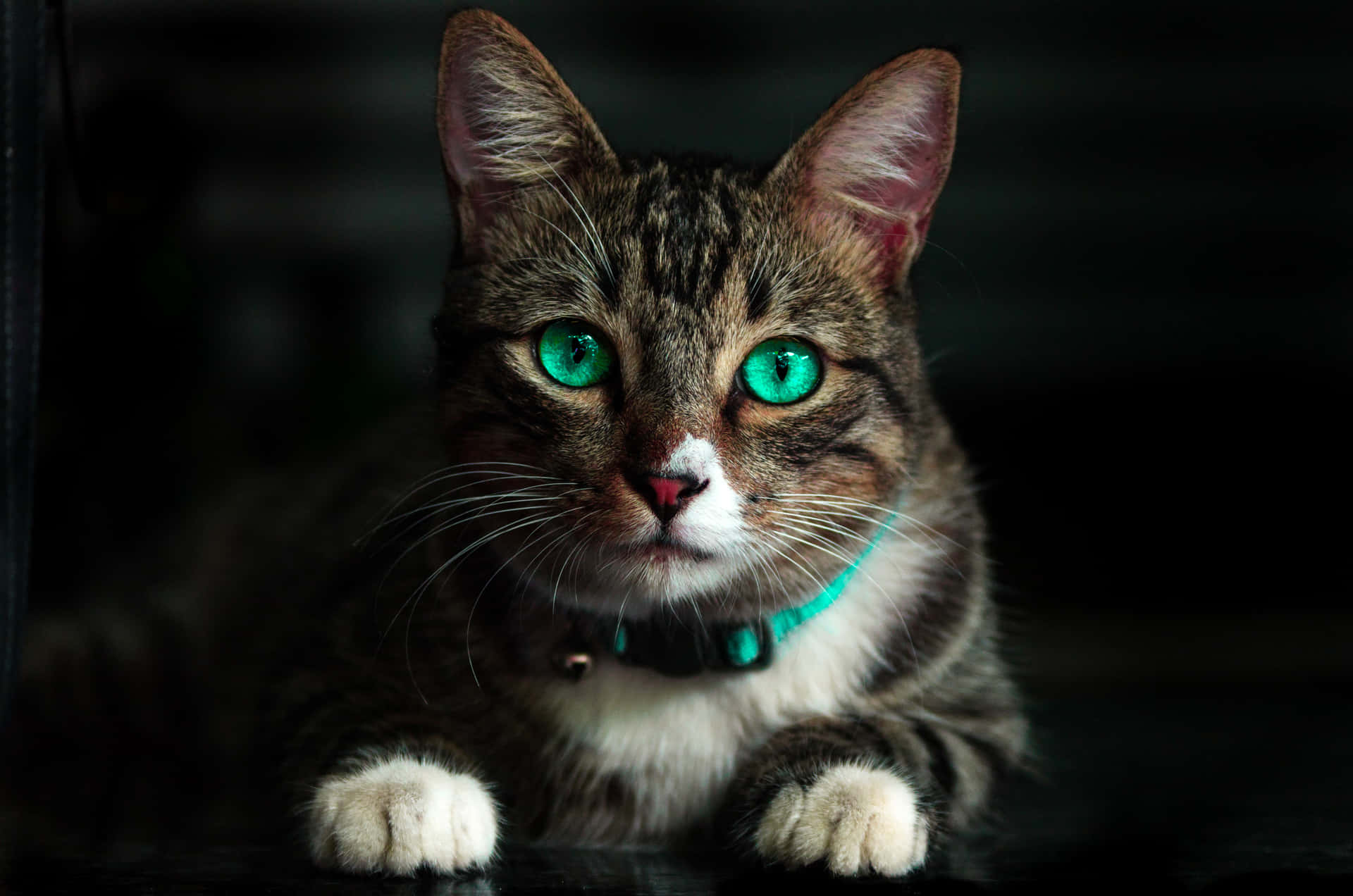 Tabby Cat With Teal Green Eyes Background