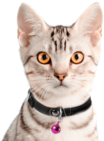 Tabby Catwith Collar PNG