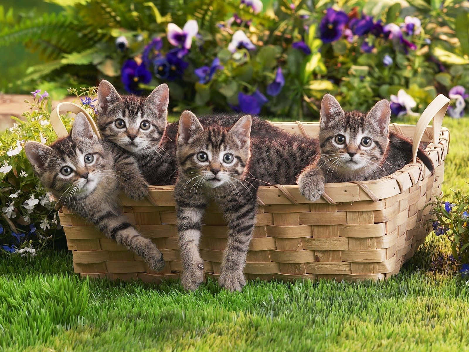 Adorable Tabby Kittens Snuggling in a Basket Wallpaper