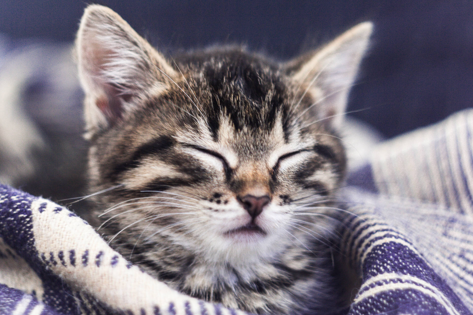 Tabby Kitten Closed Eyes Wallpaper