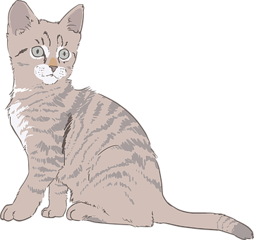 Tabby Kitten Illustration PNG