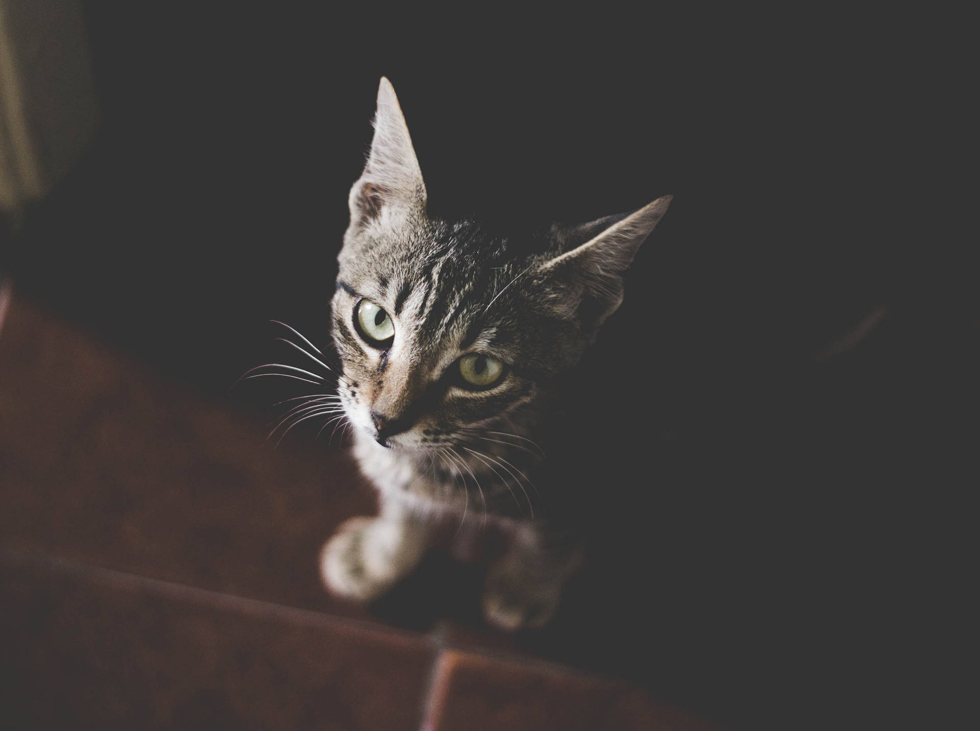 Tabby Kitten In Dark Room Wallpaper