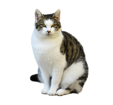 Tabbyand White Cat Black Background PNG