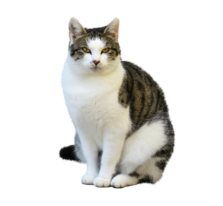 Tabbyand White Cat Sitting PNG