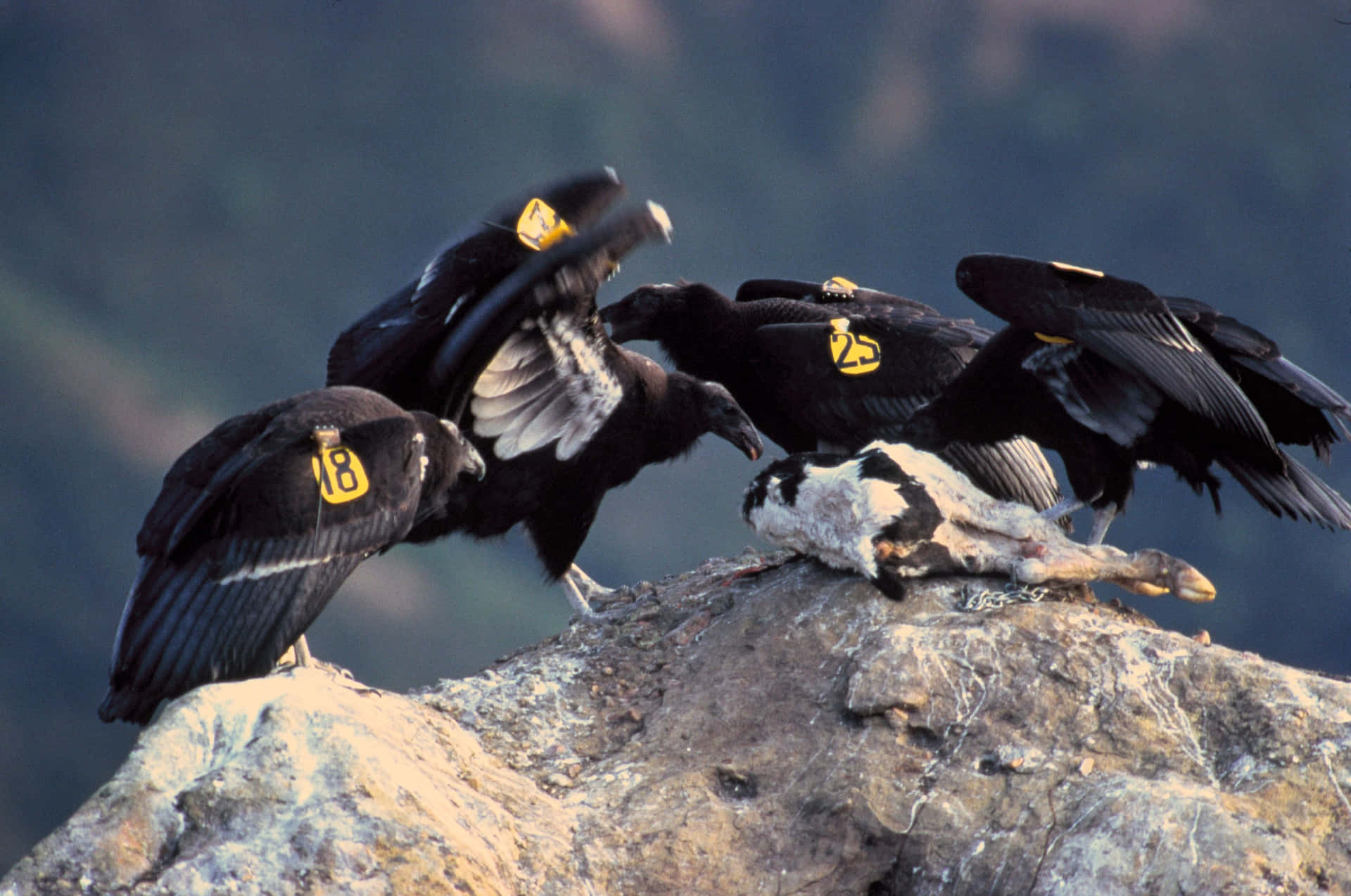 Tagged Condors Feeding On Carcass Wallpaper
