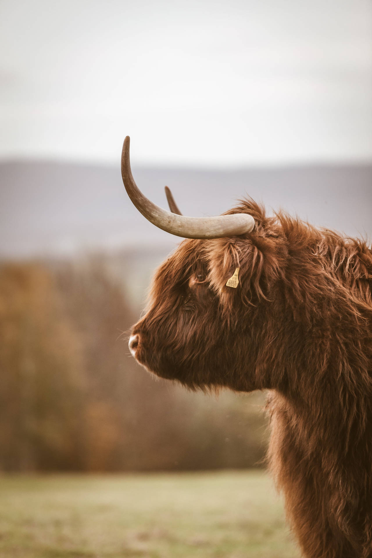 Tagged Highland Ox Wallpaper
