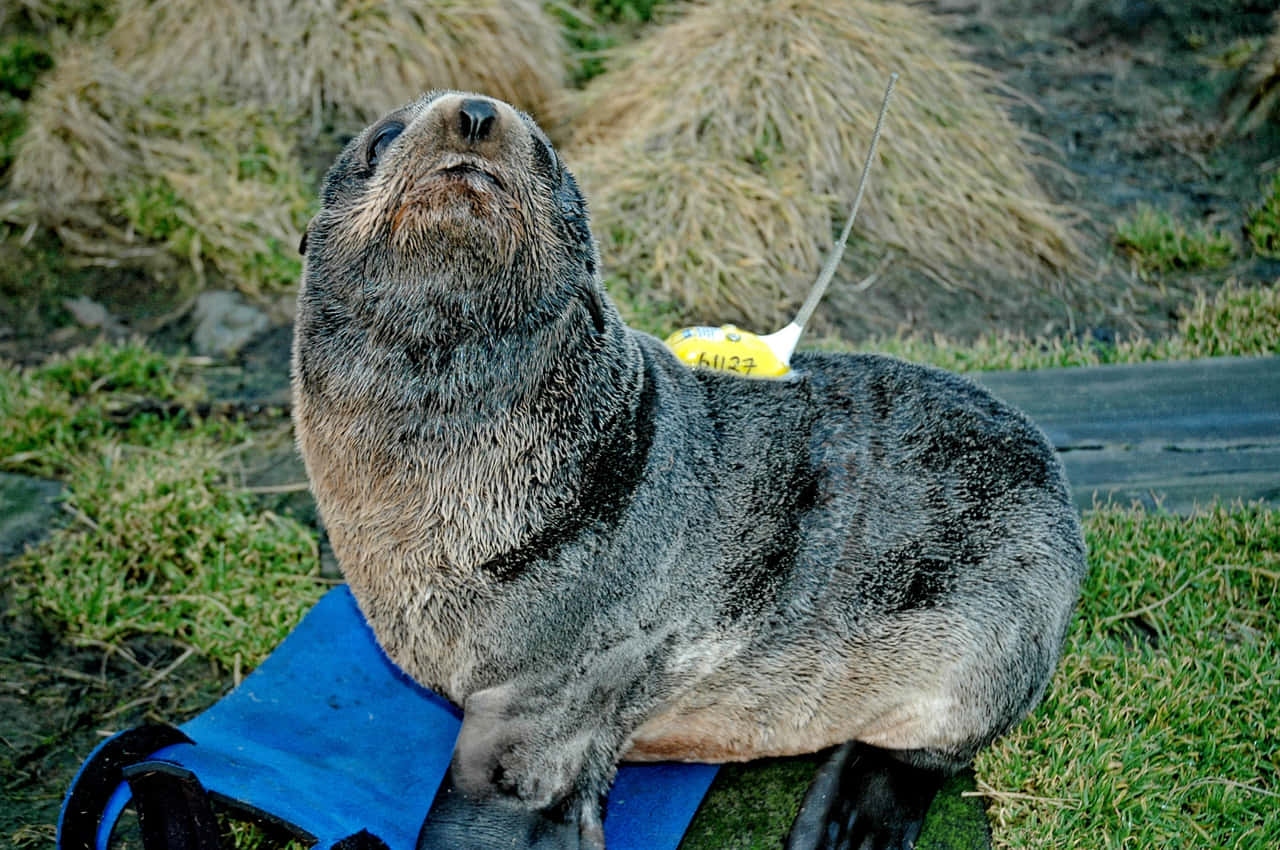 Tagged Northern Fur Seal Resting Wallpaper