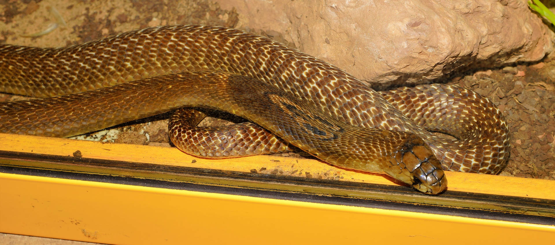 Taipan Snake In Aquarium Background