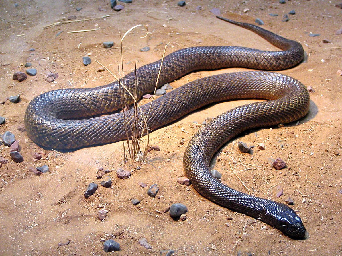 Taipan Snake On Brown Sand Wallpaper