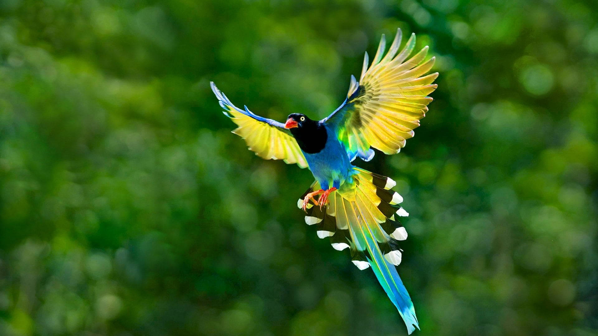 Taiwan Blue Magpie Background