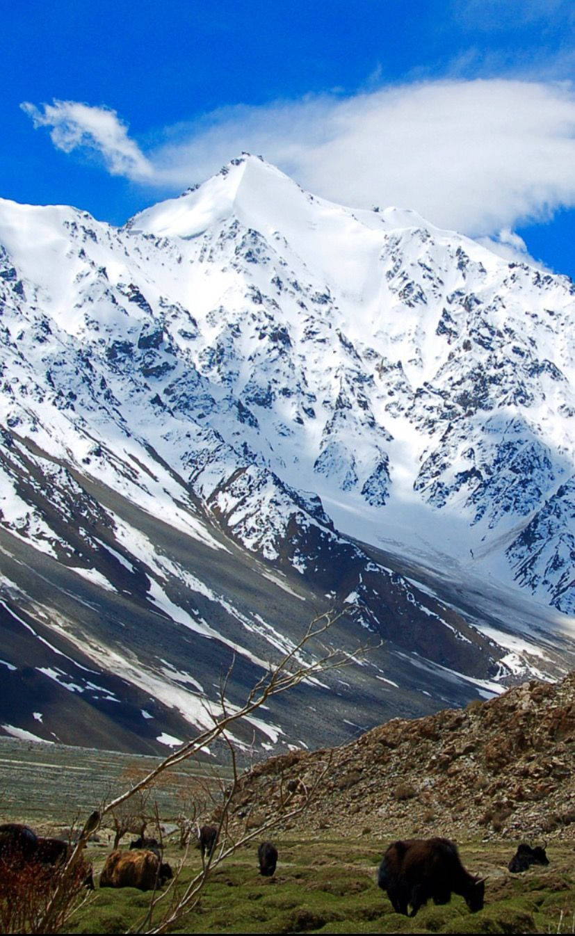 Udsigt over Tajikistans sneklædte bjerge Wallpaper