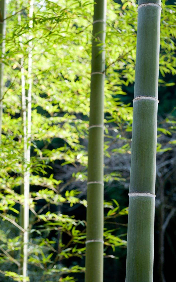Tall Bamboo 4k Green Leaves Wallpaper
