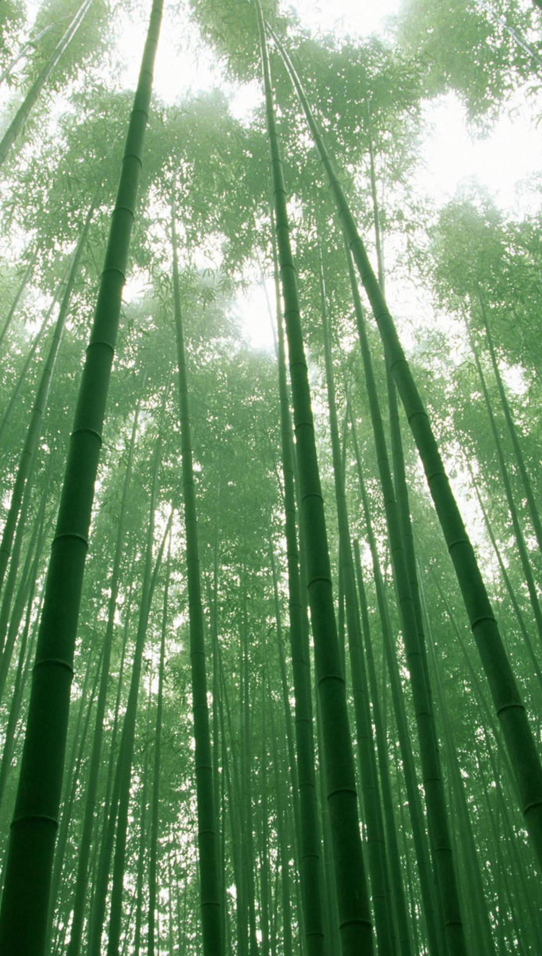 Bosquede Bambú Alto Para Iphone. Fondo de pantalla