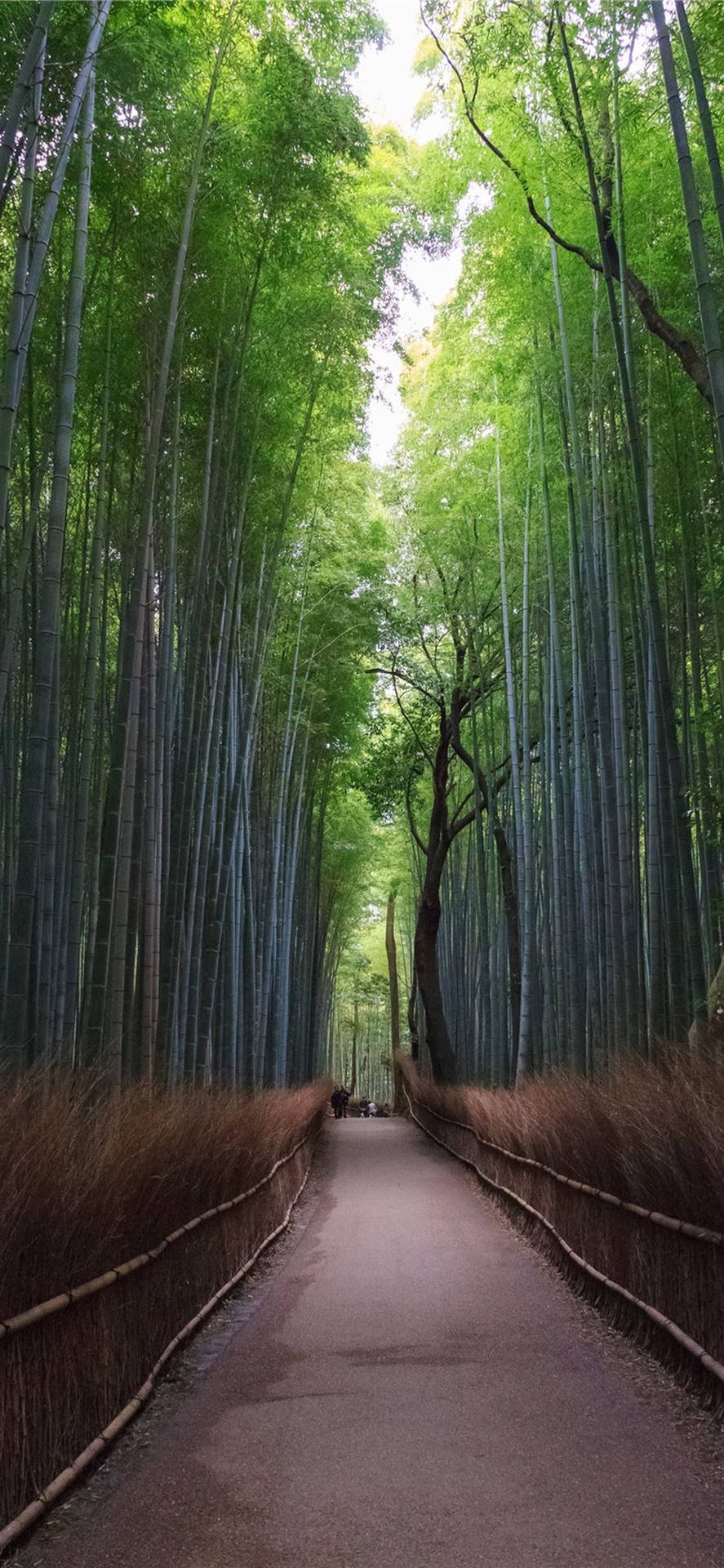 Tall Bamboo Pathway IPhone Wallpaper