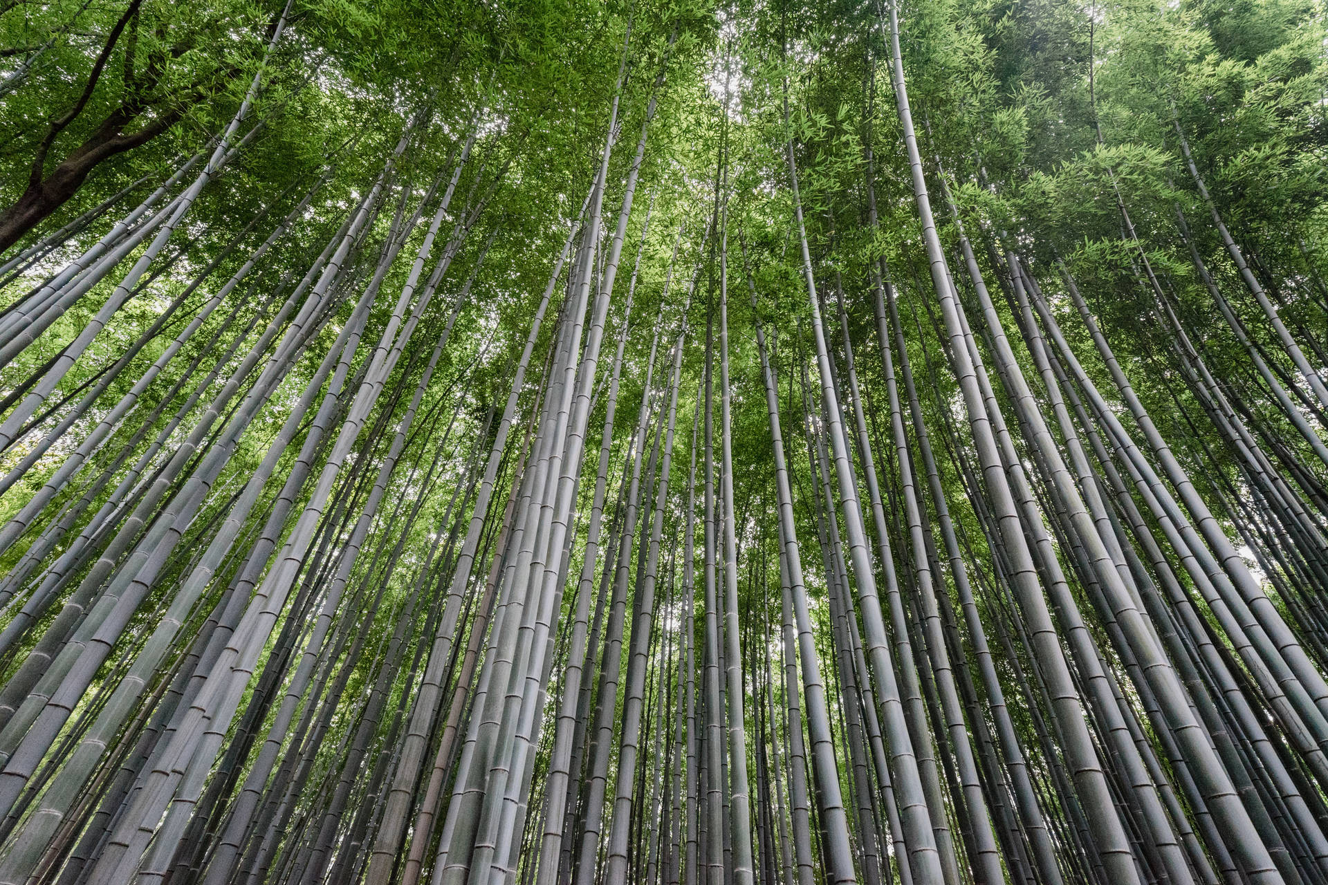 Tall Bamboo Plants