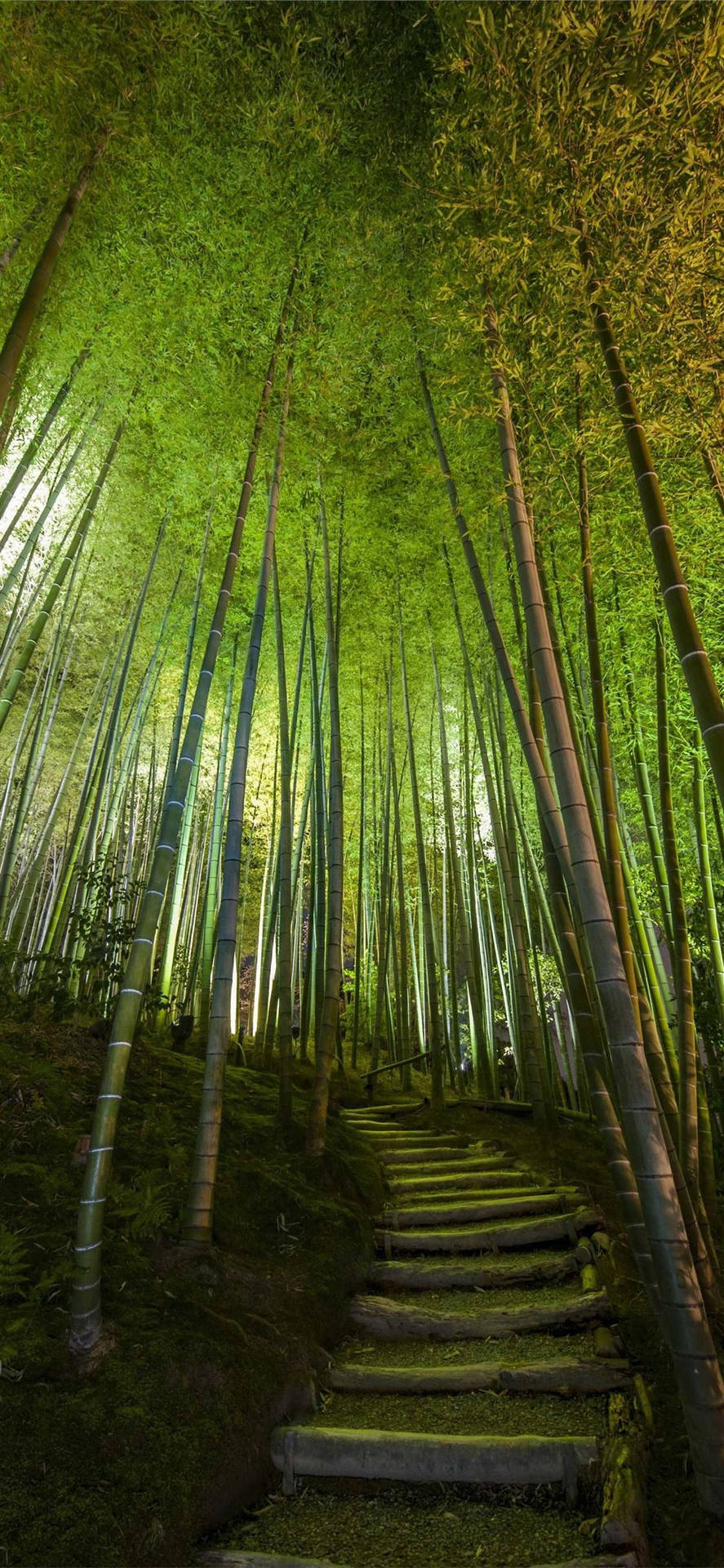 Scaladi Bambù Alta Per Iphone Sfondo