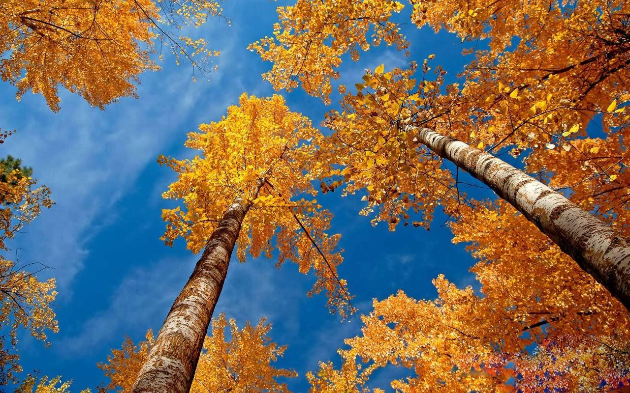 Tall Birch Tree Beautiful Fall Wallpaper
