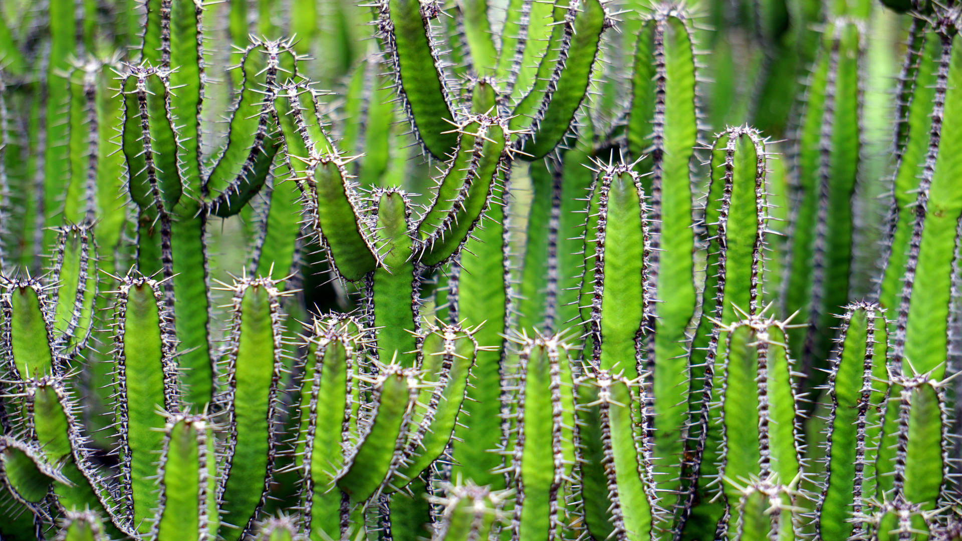 Tall Cactus Plants With White Thorns