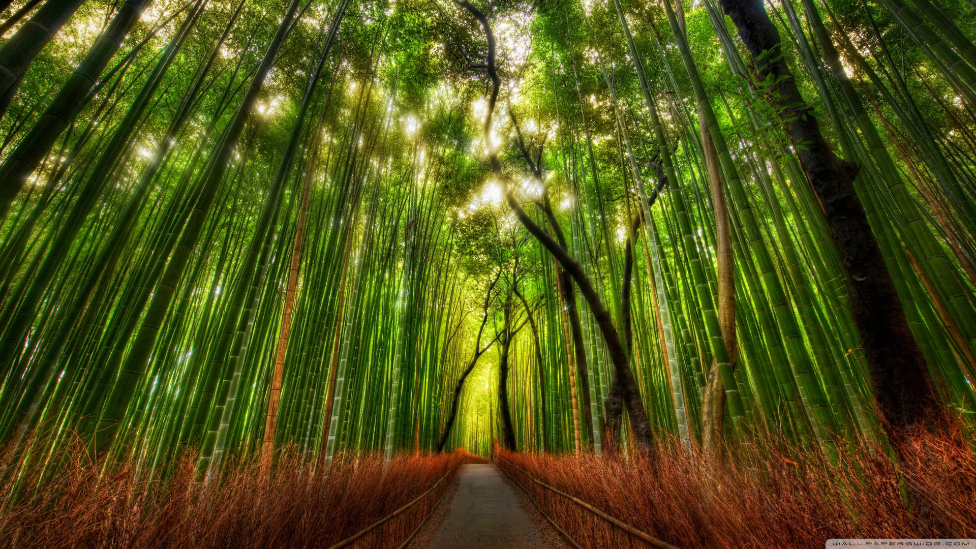 Tall Chinese Bamboo 4K Forest Wallpaper