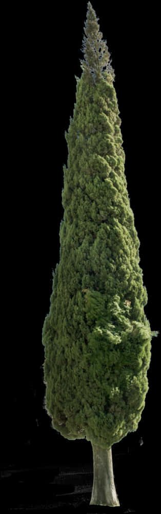 Tall Evergreen Tree Black Background PNG