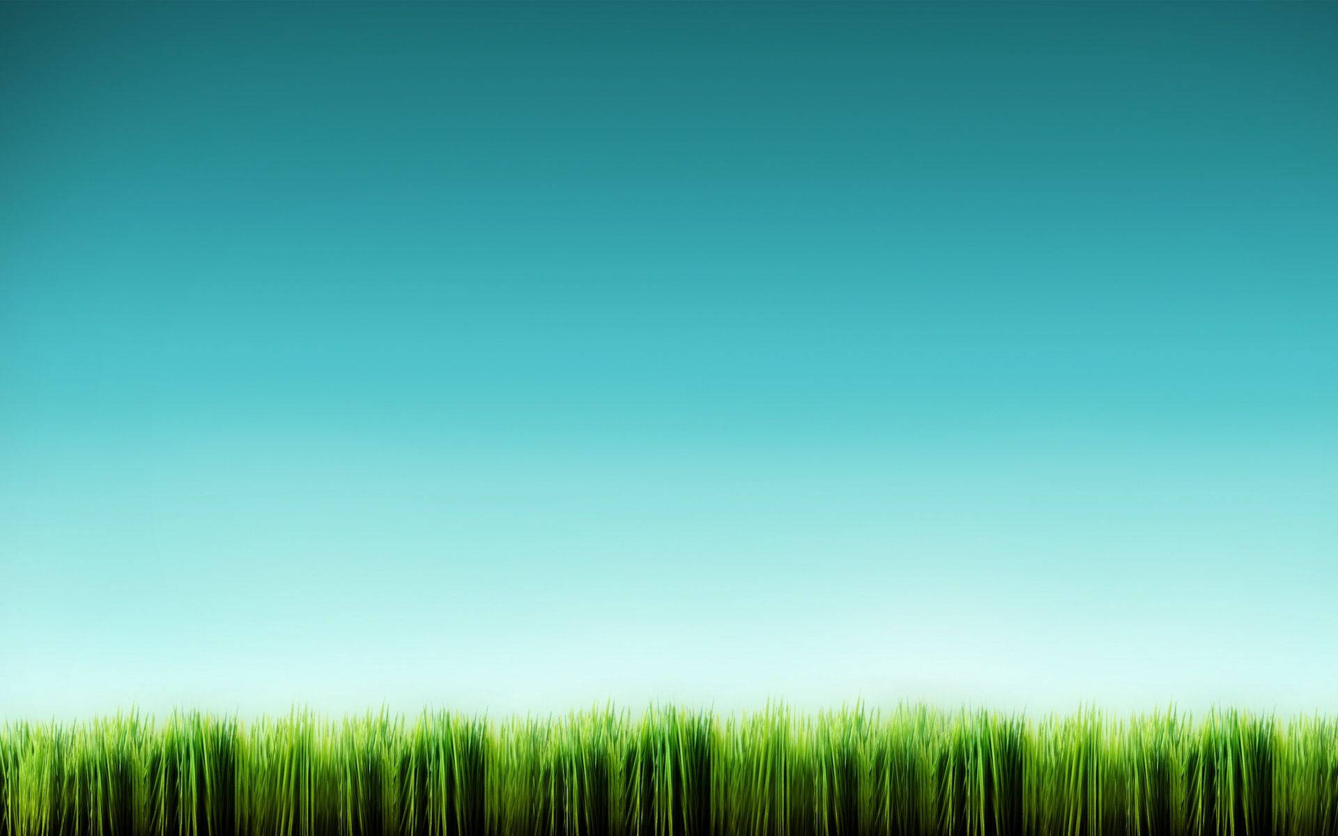 Find solace in the tranquil beauty of a grassy meadow. Wallpaper